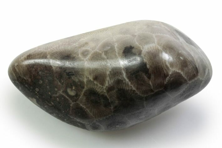 Polished Petoskey Stone (Fossil Coral) - Michigan #383082